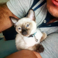 Siyam Kedisi, Kedi  Nazlı fotoğrafı