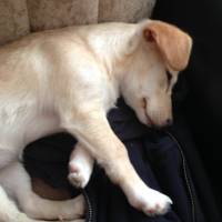 Jack Russell Terrier, Köpek  Fıstık fotoğrafı