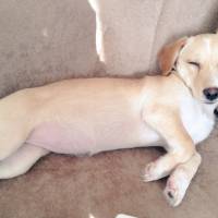 Jack Russell Terrier, Köpek  Fıstık fotoğrafı