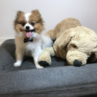 Pomeranyalı, Köpek  Bubble fotoğrafı