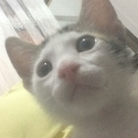Tekir Kedi, Kedi  Deniz fotoğrafı