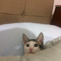Tekir Kedi, Kedi  Deniz fotoğrafı