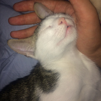 Tekir Kedi, Kedi  Deniz fotoğrafı