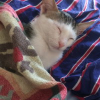 Tekir Kedi, Kedi  Deniz fotoğrafı