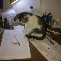 Tekir Kedi, Kedi  Deniz fotoğrafı