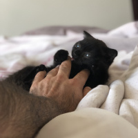 Scottish Fold, Kedi  Çirkin fotoğrafı