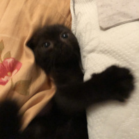 Scottish Fold, Kedi  Çirkin fotoğrafı