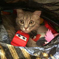 Tekir Kedi, Kedi  Duman fotoğrafı