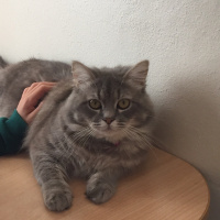 Tekir Kedi, Kedi  Duman fotoğrafı