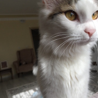 Tekir Kedi, Kedi  Bulut ve pamuk fotoğrafı