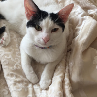 Tekir Kedi, Kedi  Bulut ve pamuk fotoğrafı