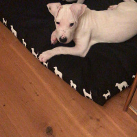 Dogo Arjantin, Köpek  Zeus fotoğrafı