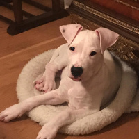 Dogo Arjantin, Köpek  Zeus fotoğrafı