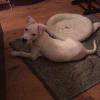 Dogo Arjantin, Köpek  Zeus fotoğrafı