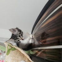 Tekir Kedi, Kedi  Henuz adi yok fotoğrafı