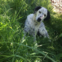 Dalmatian, Köpek  Benekli fotoğrafı