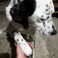 Dalmatian, Köpek  Benekli fotoğrafı
