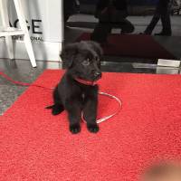 Labrador Retriever, Köpek  Zeytin fotoğrafı