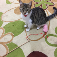 Soke, Kedi  Bilocan fotoğrafı