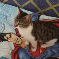 Soke, Kedi  Bilocan fotoğrafı