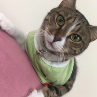 Tekir Kedi, Kedi  lulu fotoğrafı