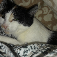 Tekir Kedi, Kedi  Bıdık fotoğrafı