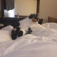 Tekir Kedi, Kedi  Bıdık fotoğrafı