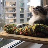 Tekir Kedi, Kedi  Miyu fotoğrafı