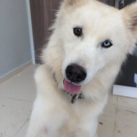 Sibirya Kurdu (Husky), Köpek  Alaska fotoğrafı