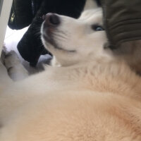 Sibirya Kurdu (Husky), Köpek  Alaska fotoğrafı