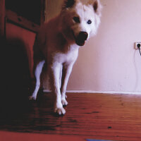 Sibirya Kurdu (Husky), Köpek  Alaska fotoğrafı