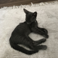 British Shorthair, Kedi  Duman fotoğrafı