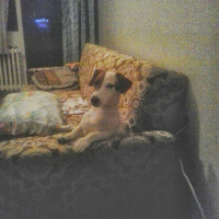Jack Russell Terrier, Köpek  Mylo fotoğrafı