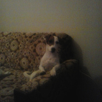Jack Russell Terrier, Köpek  Mylo fotoğrafı