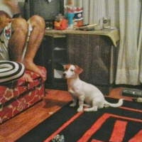 Jack Russell Terrier, Köpek  Mylo fotoğrafı