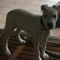 Dogo Arjantin, Köpek  Luna fotoğrafı