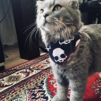 Scottish Fold, Kedi  Misha fotoğrafı