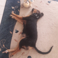Sokö (Sokak Köpeği), Köpek  Daisy fotoğrafı