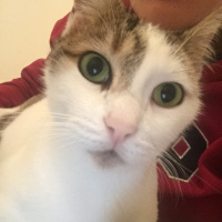 Sarman, Kedi  naz fotoğrafı