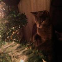 Mavi Rus, Kedi  Küllük  fotoğrafı