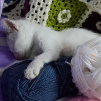 Tekir Kedi, Kedi  Maya fotoğrafı