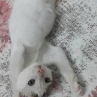 Tekir Kedi, Kedi  Maya fotoğrafı