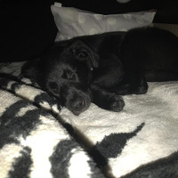 Labrador Retriever, Köpek  Bitter fotoğrafı