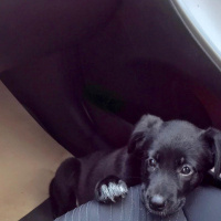 Labrador Retriever, Köpek  Bitter fotoğrafı