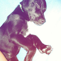 Labrador Retriever, Köpek  Bitter fotoğrafı