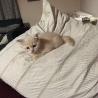 British Shorthair, Kedi  Ferguson fotoğrafı