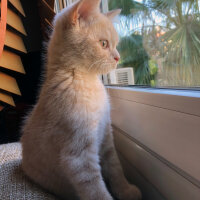 British Shorthair, Kedi  Ferguson fotoğrafı