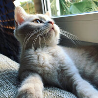 British Shorthair, Kedi  Ferguson fotoğrafı