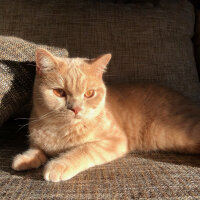 British Shorthair, Kedi  Ferguson fotoğrafı