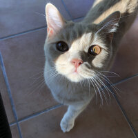 British Shorthair, Kedi  Ferguson fotoğrafı